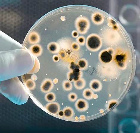 Entenda como funcionam bactericidas em tintas e revestimentos